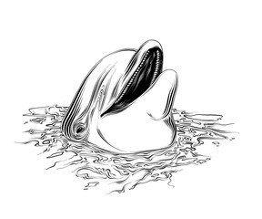 Vector drawing of dolphin in black color, isolated on white background. Graphic illustration, hand drawing. Drawing for posters, decoration and print. Vector illustration