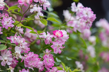 Pink miniature roses flowers