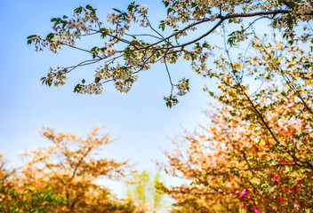Sakura blossom in Chinese park.