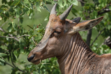 Leierantilope oder Halbmondantilope / Common Tsessebe / Damaliscus lunatus...