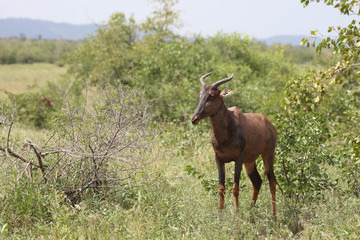 Leierantilope oder Halbmondantilope / Common Tsessebe / Damaliscus lunatus