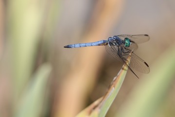 Blue dragonfly