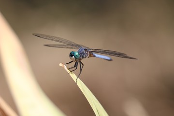 dragonfly on leaf
