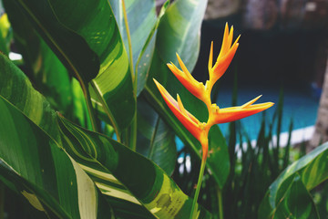 Yellow heliconia flower in the garden. Tropical summer forest view.