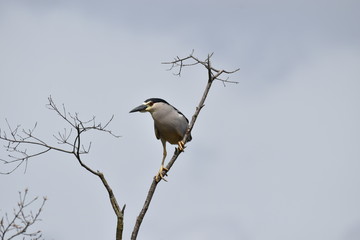 Black-Crowned Night-Heron on a branch