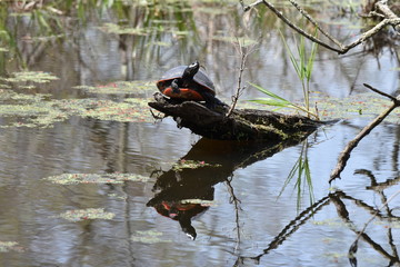 Red-Bellied Turle on a log in a pond