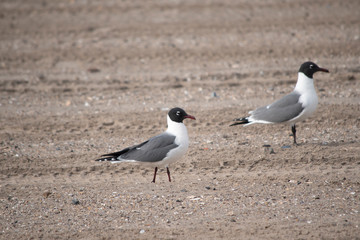 Laughing Gull