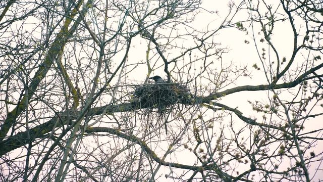 A crow makes a nest on a dry tree without leaves. He feeds his chicks against a gray sky.