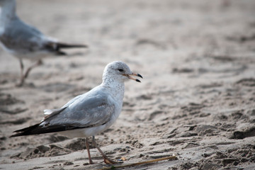 Ring Billed Gull