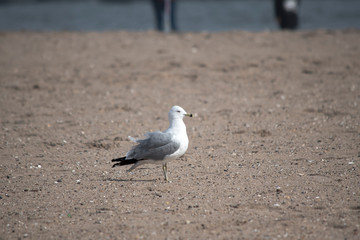 Ring Billed Gull