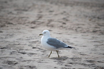 Ring Billed Gull