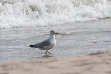 Ring Billed Gull in the Surf