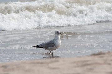 Ring Billed Gull in the Surf
