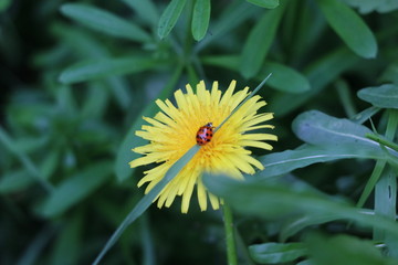 dandylion ladybug