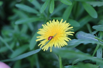 ladybug