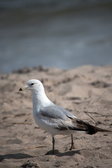 Ring Billed Gull