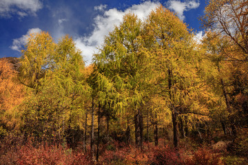 Fall Autumn Colors, Trees, Colorful Yellow Leaves, Golden and Red Leaves, Colorful Forest. Beautiful assortment of colorful trees, blue sky and sunshine. Layers of trees, background graphic
