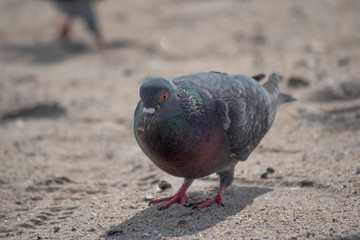 Rock Pigeon