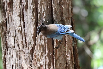 blue jay on tree