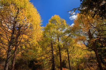 Fall Autumn Colors, Trees, Colorful Yellow Leaves, Golden and Red Leaves, Colorful Forest. Beautiful assortment of colorful trees, blue sky and sunshine. Layers of trees, background graphic