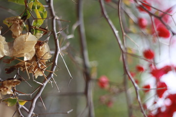 red berries on a tree