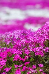 Obraz premium シバザクラ 芝桜