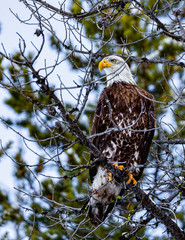 American Bald Eagle