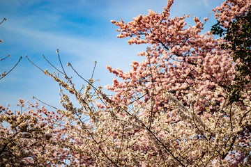  Japanese cherry tree in blossom
