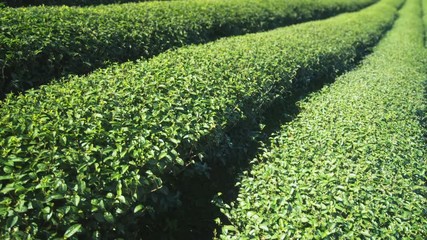 Tea bushes, divided by walking paths, growing on farm in Chiang Mai, Thailand