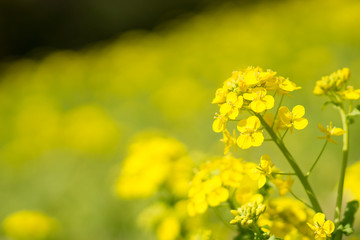 菜の花