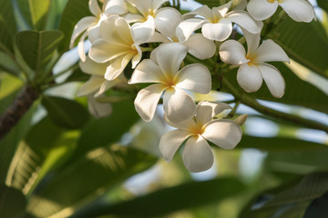 beatiful white plumeria flower on tree