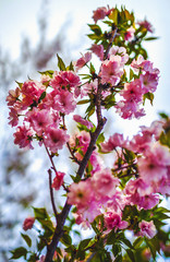 Sakura blossom in Chinese park.