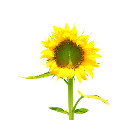 Sunflower with leaves isolated on white background.