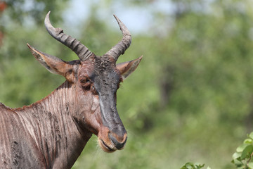 Leierantilope oder Halbmondantilope / Common Tsessebe / Damaliscus lunatus