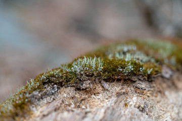 tree moss