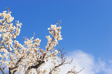 梅の木、梅の花、紅梅