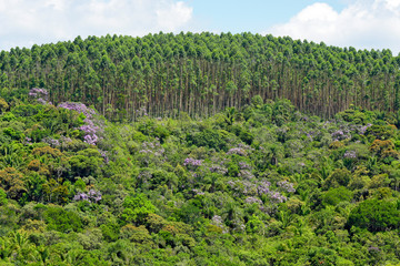 Fototapeta na wymiar Atlantic Forest embroidered with pink flowers of glory tre