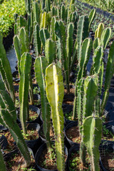 Young cactus plantation in botanic garden