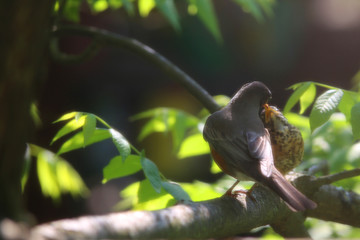 birds on branch