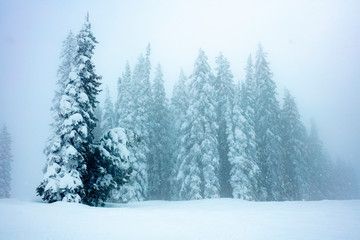 Pine trees in snow