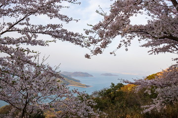  Cherry blossoms and Islands in the Seto Inland Sea (spring haze) ,Shikoku,Japan
