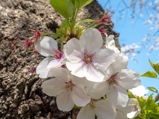 Chiyoda, Tokyo / Japan - April 04 2019: Beautiful lake in Chidorigafuchi, surrounding the Imperial Palace, and with hundreds of sakura trees, very nice boat riding