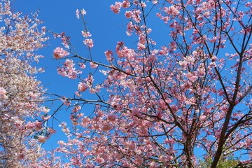 さくら　風景　満開　春　杤木