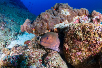 Fototapeta na wymiar Large Giant Moray Eel in a hole on a colorful tropical coral reef