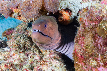Large Giant Moray Eel in a hole on a colorful tropical coral reef