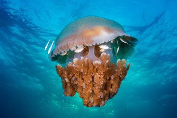 Fototapeta na wymiar A large Rhizostoma Jellyfish in a blue ocean