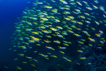 Fototapeta na wymiar Colorful tropical fish on a coral reef in the Andaman Sea