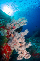 A colorful tropical coral reef scene