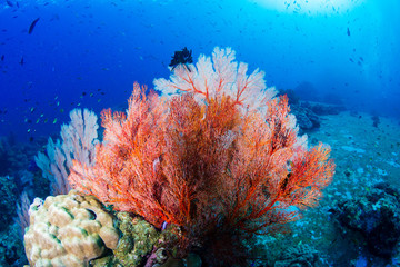 Fototapeta na wymiar Colorful tropical coral reefscape