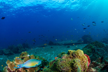 Naklejka na ściany i meble Colorful tropical coral reefscape